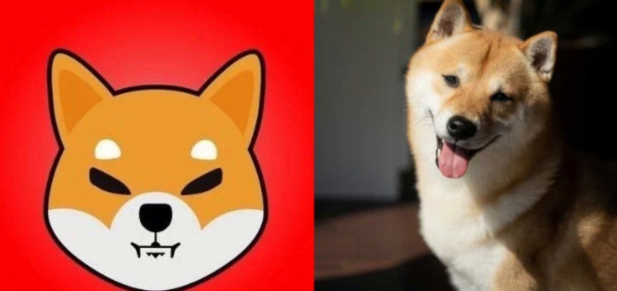 SHIB配捐千美元助救援犬，推动链上公益落地